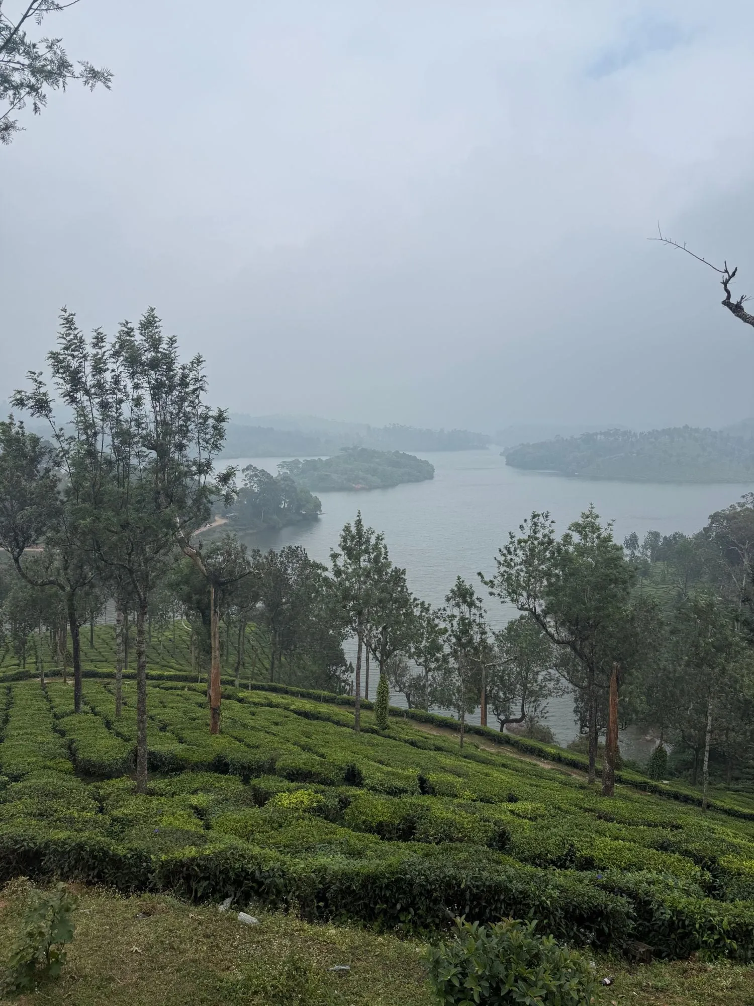 munnar, india
